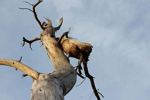 Yes, I am dead sure Beauty in death. This firn is a fine example of finesse in the afterlife. The raw yet subtle power of dusk' plasma radiance enlights the last upward pointing finger in a lizards' habitat. Geotagged,The Netherlands,dawn,dead,firn,lizard,netherlands,reserve