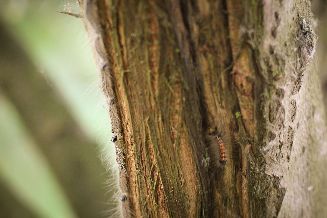 An oaks' procession While geocaching in solitude in a remote location somewhere in the Netherlands I strode through a small patch of oak. <br />
I stopped. The trees made a funyy noise. And that&#039;s something funny indeed, because trees tend to be silent, except in stong winds or downpoor. So I listened. I must be loosing it, I thought, it sounds like nibbling. En masse nibbling. Now cows, sheep. Hmm. <br />
And then I saw it. This one secluded caterpillar slowly crawling up the tree. Given the sound there must be others. I decided to hold my breath and take a number of pictures. Like this one, <br />
Believe it or not, I did not see his friends striving upwards, I only noticed them on my laptop at home. Wow, An actual procession. Just look at those hairs, those tiny sources of itchyness. Now I know why they are called oak Processionaries. A catchy name. Processionary,Thaumetopoea,caterpillar,hair,itch,moth,oak,pest,processionea,seta