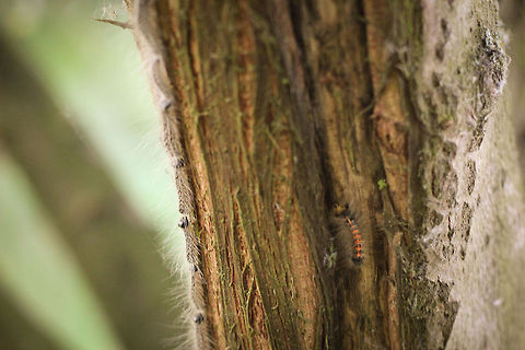 An oaks' procession While geocaching in solitude in a remote location somewhere in the Netherlands I strode through a small patch of oak. 
I stopped. The trees made a funyy noise. And that's something funny indeed, because trees tend to be silent, except in stong winds or downpoor. So I listened. I must be loosing it, I thought, it sounds like nibbling. En masse nibbling. Now cows, sheep. Hmm. 
And then I saw it. This one secluded caterpillar slowly crawling up the tree. Given the sound there must be others. I decided to hold my breath and take a number of pictures. Like this one, 
Believe it or not, I did not see his friends striving upwards, I only noticed them on my laptop at home. Wow, An actual procession. Just look at those hairs, those tiny sources of itchyness. Now I know why they are called oak Processionaries. A catchy name. Processionary,Thaumetopoea,caterpillar,hair,itch,moth,oak,pest,processionea,seta
