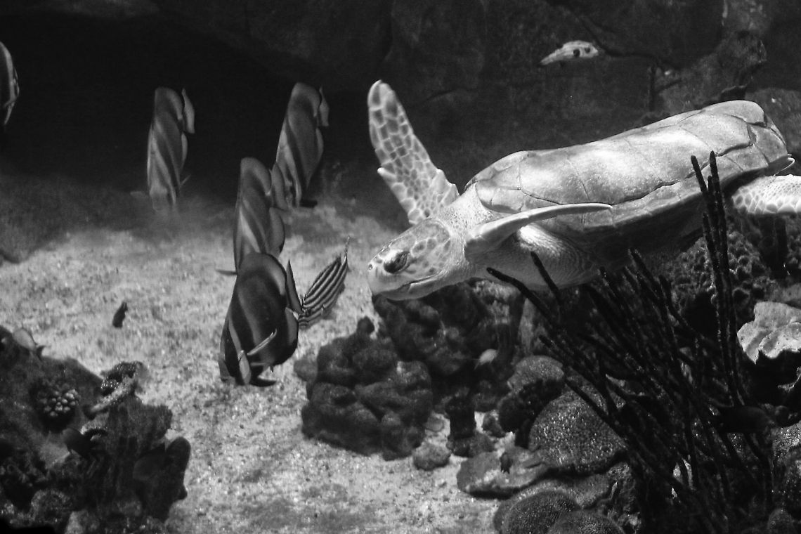 The small A'Tuin Graceful like the ocean it glides towards an unknown destination. Well, a limited destination in this case: as I do not have diving equipment I admired this turtle in Plymouth' National Marine Aquarium. A beautiful creature. Impressively slow with controlled thoughtful movements.  This loggerhead (musk) turtle, an omnivorous creature of the sea, is perhaps searching for dwelling invertebrates for a light meal.<br />
With a lifespan of half a century he (or she) has a great number of years left. Fare thee well, A'Tuin. Geotagged,United Kingdom,aquarium,caretta,loggerhead,marine,musk,ocean,plymouth,turtle