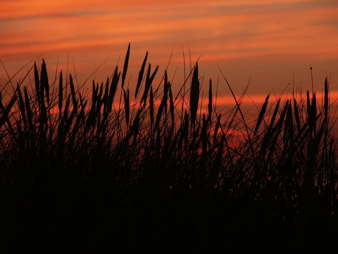 Sweet 'n rough lands of the north 'T was on our epic journey to Vinkings' land we met this dusk of dreams. Sweet and silent it swept on gentle winds of change. Full of life and full of promises. Ammophila arenaria,Denmark,Geotagged,coast,dusk,grass,hirtshals,sea
