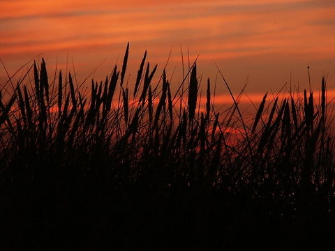 Sweet 'n rough lands of the north 'T was on our epic journey to Vinkings' land we met this dusk of dreams. Sweet and silent it swept on gentle winds of change. Full of life and full of promises. Ammophila arenaria,Denmark,Geotagged,coast,dusk,grass,hirtshals,sea