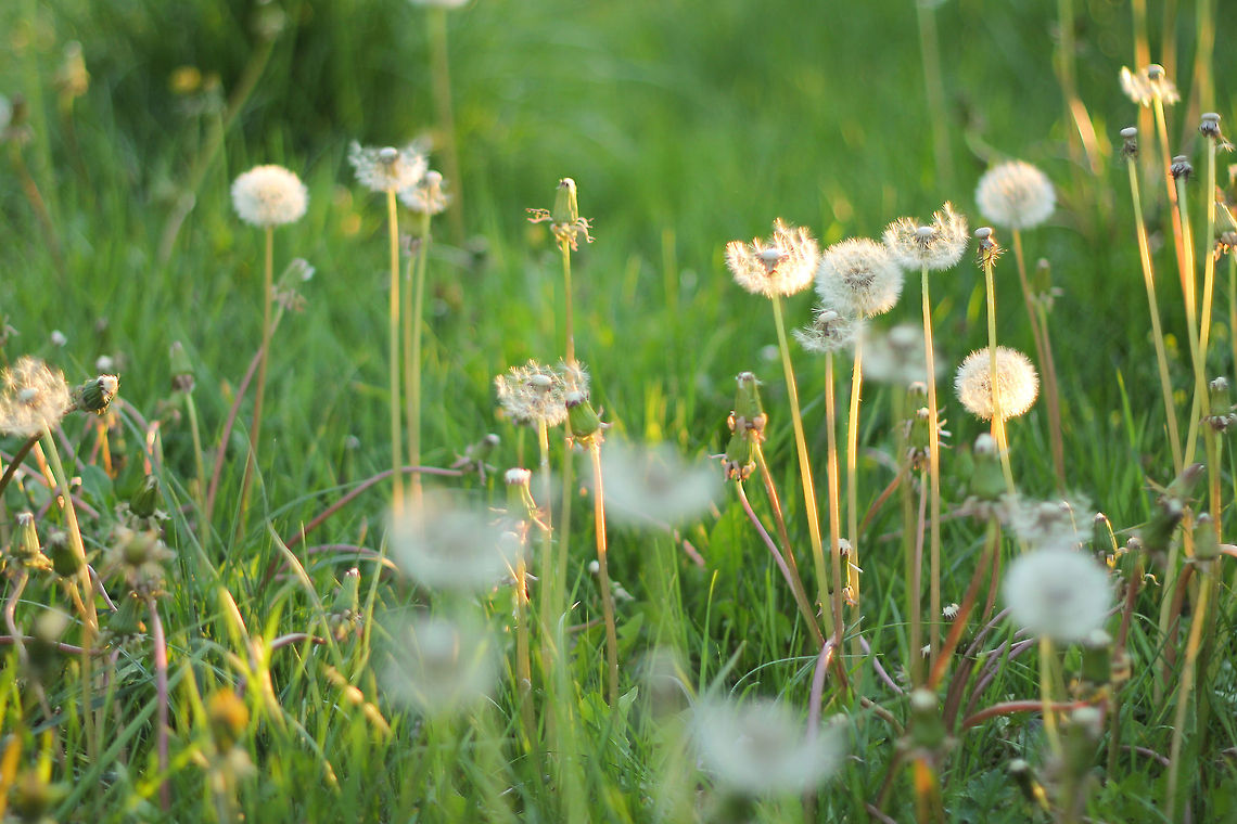 A lightest touch A sunny day, fluffy clouds, almost zero on the Beaufort scale. A nice day for a good stroll. Just look at those dandelions. One seed, transported by wind or the accidental impact of my boots, will only travel for a few hundred meters on average. Did you know a single seed stays just an abandoned seed on soil for many years and is known to germinate a little less than 10 years after the actual impact? France,Geotagged,Taraxacum,Taraxacum officinale,dandelion,fluffy,grass,officinale