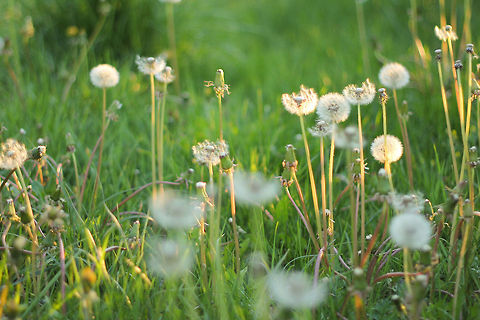 A lightest touch A sunny day, fluffy clouds, almost zero on the Beaufort scale. A nice day for a good stroll. Just look at those dandelions. One seed, transported by wind or the accidental impact of my boots, will only travel for a few hundred meters on average. Did you know a single seed stays just an abandoned seed on soil for many years and is known to germinate a little less than 10 years after the actual impact? France,Geotagged,Taraxacum,Taraxacum officinale,dandelion,fluffy,grass,officinale