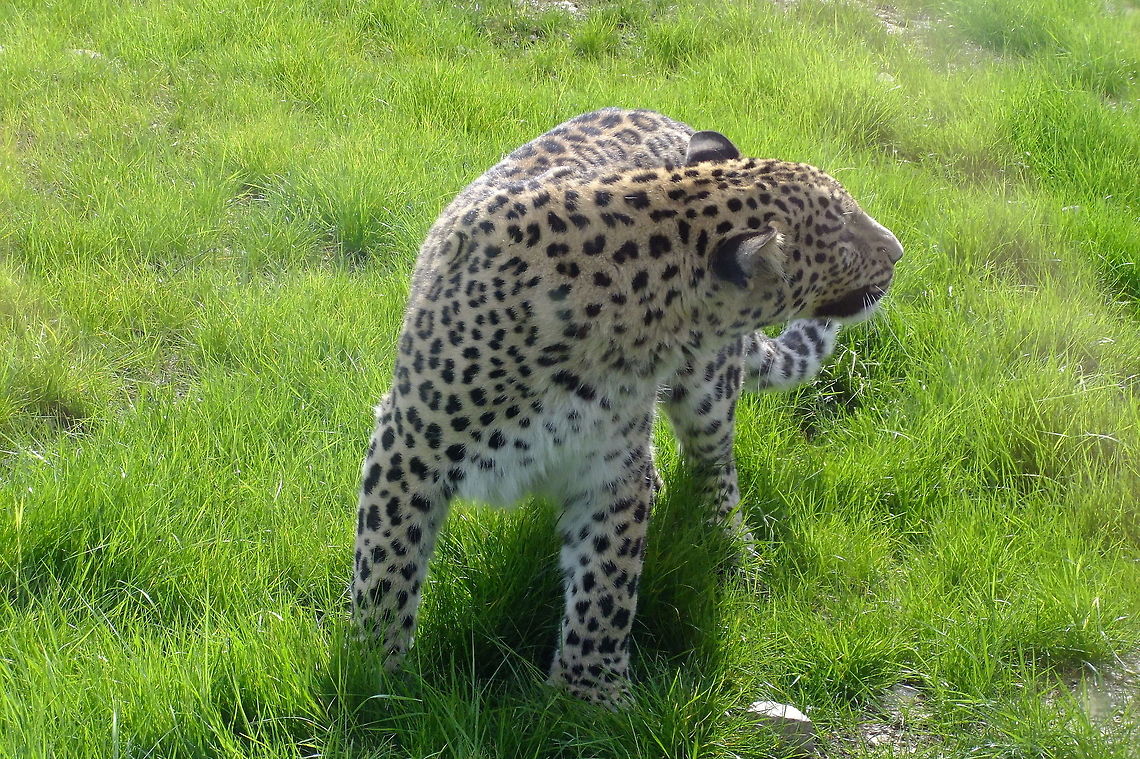 Caught in the middle Not minding a rule of thirds or any other convention I just tried unsuccessfully to snap the beauty and flexibility of this marvelous creature. No stalking, pounding and strangling involved now.  Caught in the middle of play with its roomie at Bj&ouml;rnpark Gr&ouml;nklitt. Geotagged,Grönklitt,Leopard,Panthera pardus,Sweden,sweden