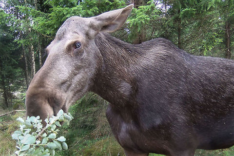 Just the way I look You wouldn't believe the moments you can run out of batteries. She was quite a model and I could have made some amazing shots. Maybe not with this camera but definitely not without power. Just this one snap. And then the bull came into the picture. It is just a fond memory now:) But hey, just look at the shape of its head, its back and imagine seeing the longest of legs, the humid smell of ferns... Alces alces,Geotagged,Moose,Småland Elk Safari Park,Sweden,cow,female