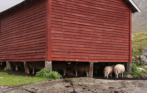 Mehwhewheclome to my cottage In Norway a lot of (older) man-made structures are lifted off the ground by leglike pieces of rock or wood, like stilts. This method is commonly used to preserve the builiding itself when the landscape is shrouded in snow. But for now, it is summer, the weather is actually quite nice. It was raining though and there's always a shelter around:) Domestic sheep,Geotagged,Norway,Ovis aries,cottage,rain,sheep,shelter