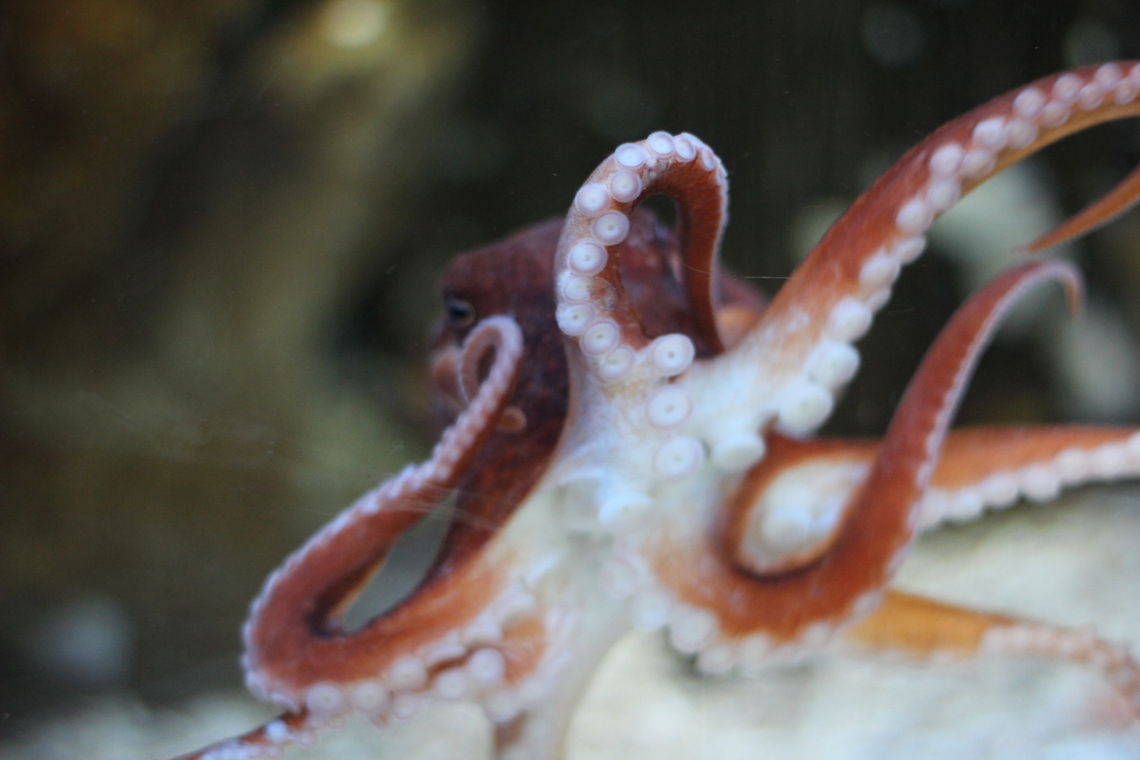 A clean Octopus Vulgaris I spotted this out of focus octopus in Plymouth National Marine Aquarium and thinking of the great pictures on JungleDragon by the hand of Andrey Narchuk I just had to post it.<br />
 Common Octopus,Geotagged,National Marine Aquarium,Octopus vulgaris,Plymouth,United Kingdom