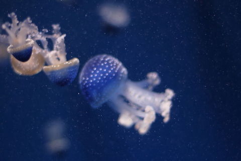 Ode to Andrey I like these creatures, mysterious, graceous, moving like a slow perpetuum immobile. Not that sharp, if I'd known this snap was to be placed in Jungle Dragon I would have taken the extra two seconds and then run and catch up with my family:) The biominal name is a good guess, so feel free to adjust it. About the pictue: it's out of focus, but the colours I do like. To me they represent the mistery of the deep.
 Geotagged,National Marine Aquarium,Phyllorhiza punctata,United Kingdom,plymouth