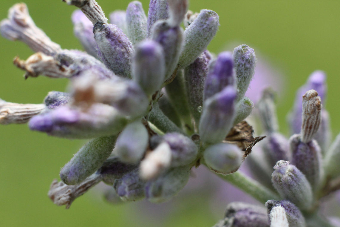 Luscious Lavender I love lavender. It is easy enough to grow, easy to maintain with a little discipline, it has an honest structure. But the nicest part is the smell. The smell and the feeling of it bristling between my fingers. Just brush your hands through its slightly hairy leaves and petals.  It puts ones mind at ease.  Geotagged,Lavandula angustifolia,The Netherlands,feel,lavender,macro,relax,smell