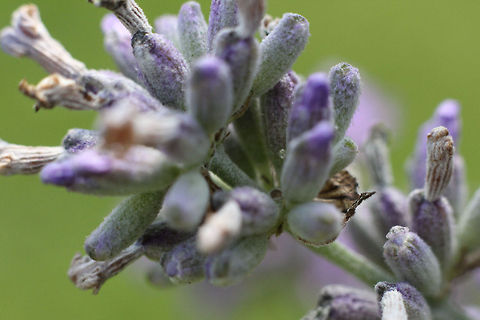Luscious Lavender I love lavender. It is easy enough to grow, easy to maintain with a little discipline, it has an honest structure. But the nicest part is the smell. The smell and the feeling of it bristling between my fingers. Just brush your hands through its slightly hairy leaves and petals.  It puts ones mind at ease.  Geotagged,Lavandula angustifolia,The Netherlands,feel,lavender,macro,relax,smell