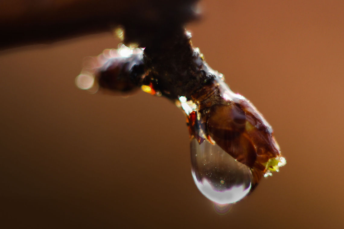 Uisge Beatha A drop of water, trying to befriend an apples&#039; bud. Yet gravity pulls, only part of him will be remembered. Geotagged,Malus sylvestris,Malus × micromalus,The Netherlands,apple,crab apple,dew,drop,macro,red