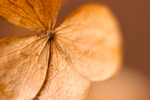 Strangest of light, luminous and ending Just a petal, in meagre light, waiting for its end of days. New spring is coming, brethern await. 

From the family of Hydrangea ('[klim]horensia') it's one of the most cultivated plants in the world. These climbers are versatile and can survive well in the wild.  Geotagged,Hydrangea anomala subsp. petiolaris,Hydrangea petiolaris,The Netherlands,hortensia,macro