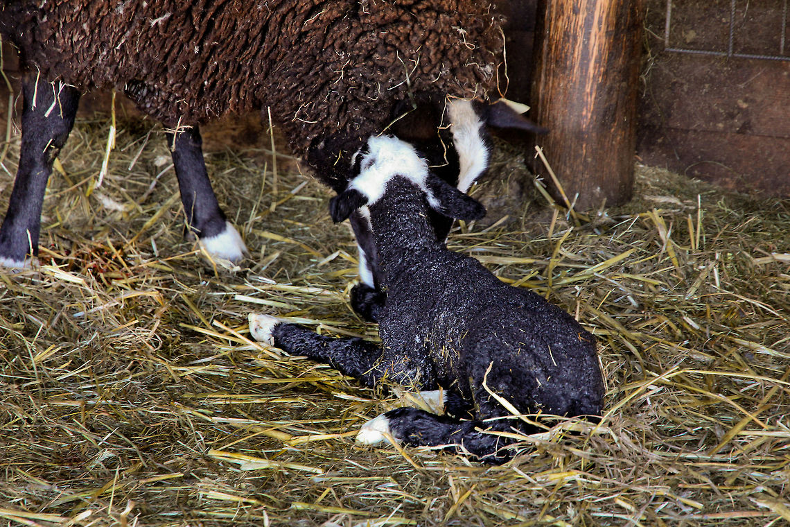 Newly born in the Dutch jungle I was too late, only by a few minutes, to witness the birth. The little lamb, still wet from the womb, now lies tenderly on the fresh straw bedding. breathing fresh earthly air and already loved by its mother, only bleeding a bit.  What a sight. Domestic sheep,Geotagged,Ovis aries,The Netherlands,birth,lamb,sheep,zwartbles