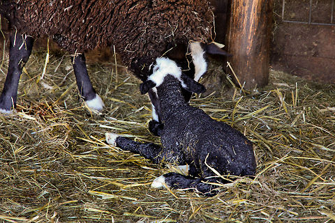 Newly born in the Dutch jungle I was too late, only by a few minutes, to witness the birth. The little lamb, still wet from the womb, now lies tenderly on the fresh straw bedding. breathing fresh earthly air and already loved by its mother, only bleeding a bit.  What a sight. Domestic sheep,Geotagged,Ovis aries,The Netherlands,birth,lamb,sheep,zwartbles