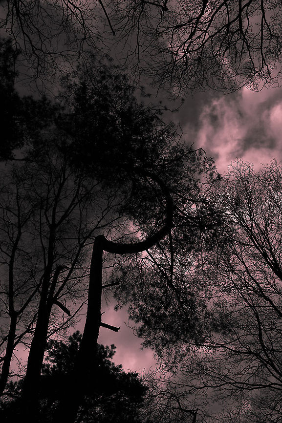 The straithest curve I saw this one in the woods near the place I live. What happened will forever be a mistery. Geotagged,Netherlands,The Netherlands,curved,tree