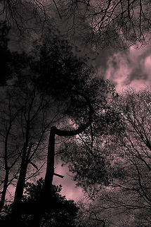 The straithest curve I saw this one in the woods near the place I live. What happened will forever be a mistery. Geotagged,Netherlands,The Netherlands,curved,tree