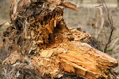 A matchstick in a moment in time One moment a tree, sturdy and eternal, yet only a breath away from the end in a fierce storm. The meaning of life is sometimes thin all of a sudden. But hey, just look at the raw power invested in breaking its wood. Wow. Geotagged,Pinus sylvestris,Scots Pine,The Netherlands