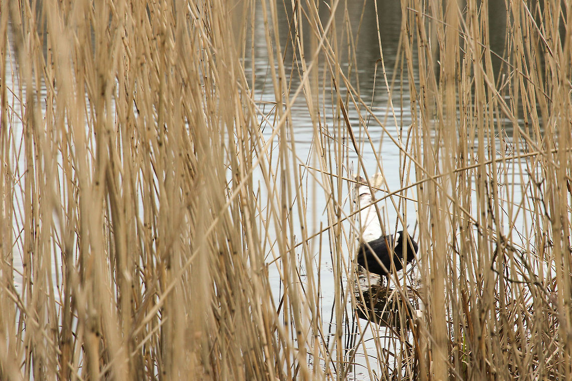 Birch coot I had to wait quite a bit for the coot to return to this branch in the water. It had seen me approach, though carefully, and had retreated. In a few minutes of silence it had judges the thread to be over, smoothly sailed the water yet again and I could make a snap.  Eurasian Coot,Fulica atra,Geotagged,The Netherlands