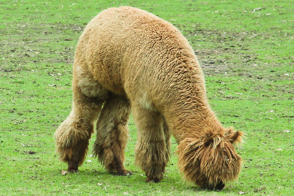 Shaven dreadlocks Doesn&#039;t that look cozy? Standing there and eating, more moss than actual grass. It must originate from some exotic island, my mind spins. I don&#039;t know, do you know what species (except llama/sheep/alien) this is? Pretty though.  Just for sharing:) Alpaca,Geotagged,Lama glama,Llama,The Netherlands,Vicugna pacos,dreadlock,llama,shaven