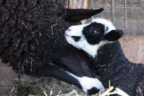 Dance into the light For delight it must be patient as the art of walking it has not yet discovered. Eyes starting to adjust to the light of dawn, a proud ewe bathing her child. The dancing must wait a little longer. Domestic sheep,Geotagged,Ovis aries,The Netherlands,dutch,fries,zwartbles