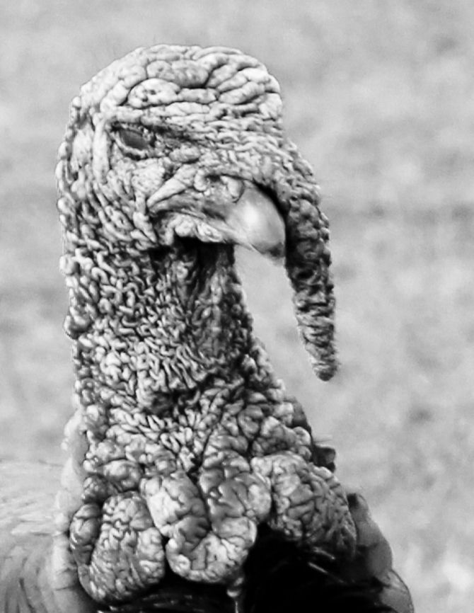 Gawble gawble Right from a Giger movie it looks alienlike, almost with its brains inside out. Nature keeps surprising me. And this is &#039;just&#039; a turkey. I featured its red head in black and white to dramatize the contract a bit (and to mask bad focus:)). Creepy, isn&#039;t it? Geotagged,Meleagris gallopavo,The Netherlands,Wild Turkey,monochrome