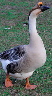 Nils Holgersson Not exactly Akka, but just imagine this goose flying over Sweden, the grand lakes, the forests never ending, a boy on its back. What a sight. This proud example holding its head up high and scanning its surroundings. Gracious swan goose. Anser cygnoides,Cygnus olor,Geotagged,Mute Swan,Swan Goose,The Netherlands,goose,swan