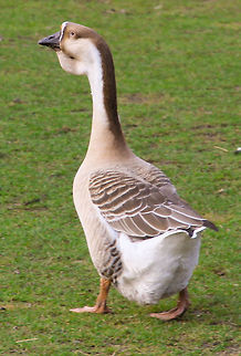 Gettin' the hang of it I'' definitely check this goose type when I next visit the shelter. I could not find it on Google, can you? It looks wise, experienced.  I like the look of it, with its nice brown and warm colours.  Anser cygnoides,Geotagged,Swan Goose,The Netherlands,goose,neck