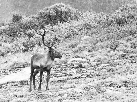 When you least expect it.. We  had been searching for a caribou sighting all day, during the hike and even during our extended car trip to the campsite. And than suddely it was there. Wow. In black & white as dusk was setting in and high ISO on my 2004 camera was not that good. Maybe you'll like it too. Geotagged,Norway,Rangifer tarandus,Reindeer,caribou