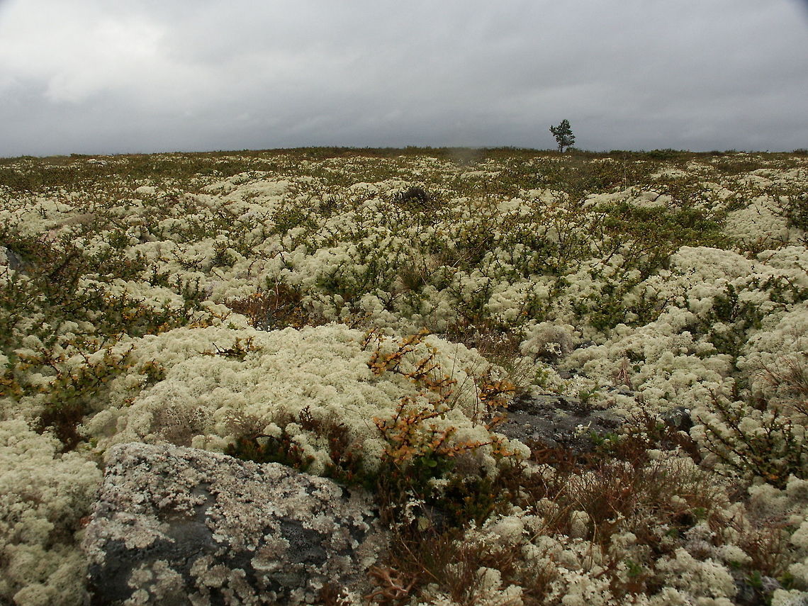 A trekkies dream: the mutual symbiant In the northern regions, like Norway, this reindeer lichen is the main source of food for wild reindeer. It is a protected lichen and forbidden to pick or take home for us humans. It grows with a rate of only 3 to 5 mm each year. First I did not understand why it had to be protected, but now I understand: when trampled or picked it will takes 10s and 10s of years for it to reach adulthood again.. <br />
The interesting part is that it is not a &#039;single entity&#039; but a combination. It is a mutual of a type of fungus and an algae: the combination is called &#039;thallus&#039;. Cladonia rangiferina,Geotagged,Norway,algae,lichen,protected,symbiant