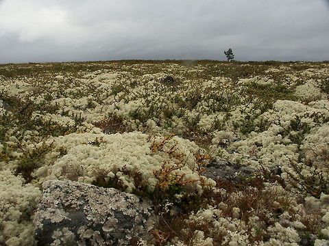 A trekkies dream: the mutual symbiant In the northern regions, like Norway, this reindeer lichen is the main source of food for wild reindeer. It is a protected lichen and forbidden to pick or take home for us humans. It grows with a rate of only 3 to 5 mm each year. First I did not understand why it had to be protected, but now I understand: when trampled or picked it will takes 10s and 10s of years for it to reach adulthood again.. 
The interesting part is that it is not a 'single entity' but a combination. It is a mutual of a type of fungus and an algae: the combination is called 'thallus'. Cladonia rangiferina,Geotagged,Norway,algae,lichen,protected,symbiant