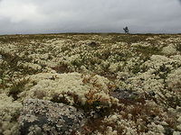 A trekkies dream: the mutual symbiant In the northern regions, like Norway, this reindeer lichen is the main source of food for wild reindeer. It is a protected lichen and forbidden to pick or take home for us humans. It grows with a rate of only 3 to 5 mm each year. First I did not understand why it had to be protected, but now I understand: when trampled or picked it will takes 10s and 10s of years for it to reach adulthood again.. <br />
The interesting part is that it is not a 'single entity' but a combination. It is a mutual of a type of fungus and an algae: the combination is called 'thallus'. Cladonia rangiferina,Geotagged,Norway,algae,lichen,protected,symbiant