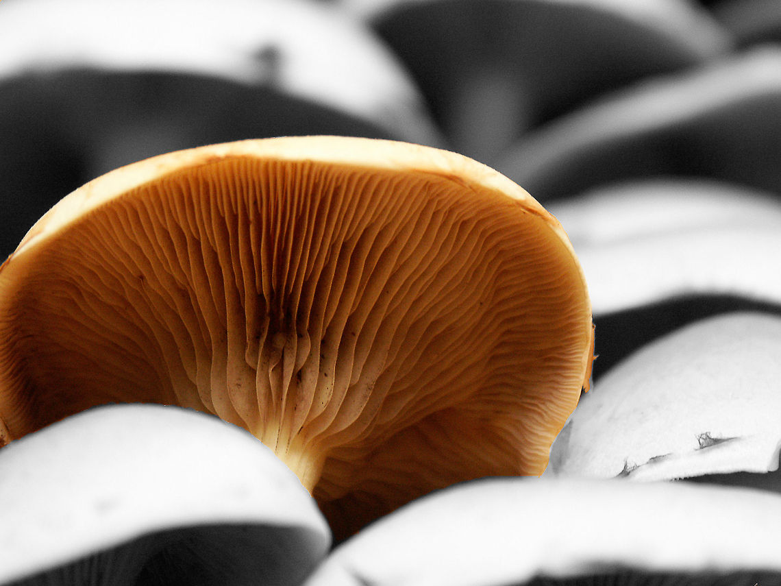 Colourin' the shades It was in 2003 I took this picture and took the time in post processing. I still like the simplicity of it. It reminds me of the fact that even normal things have the quality to stand out:) Geotagged,The Netherlands,fungus,mushroom,processing,toadstool