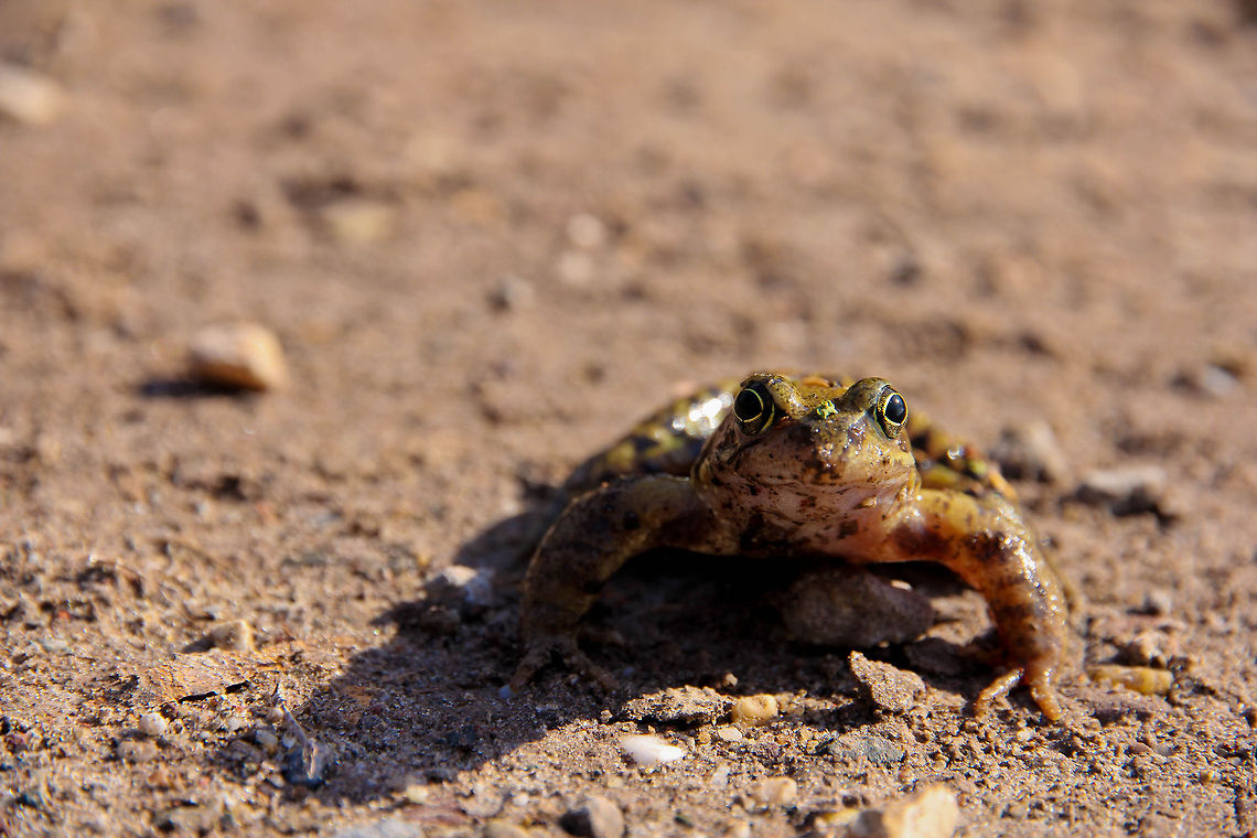 Wannabee turtle He looked at me, analyzing. &quot;Can I tackle him or not? If I just had a shield..&quot;<br />
This photograph made me think of a junior turtle, his front paws and neck just like his shielded brothers in arms.<br />
  Geotagged,The Netherlands,frog,march,path,sun,winter,wood