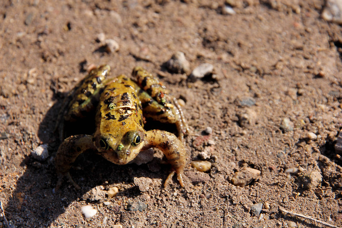 You block my path, gringo.. He focussed on my shoelaces, calculating the jump. And then he went for it,  and won. Geotagged,The Netherlands,frog,march,sun,winter,wood