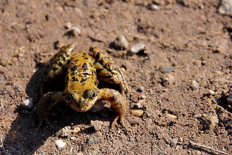 You block my path, gringo.. He focussed on my shoelaces, calculating the jump. And then he went for it,  and won. Geotagged,The Netherlands,frog,march,sun,winter,wood