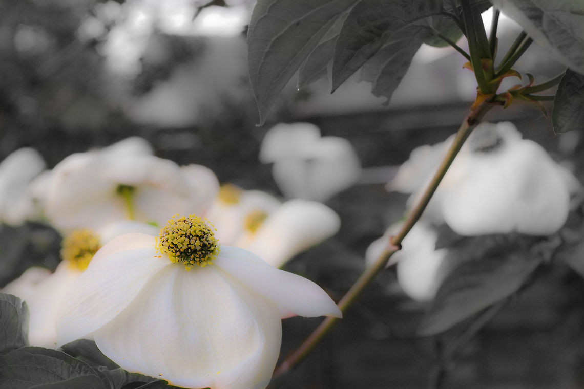Coloured simplicity Colours manually faed out with a few colour hotpots, postprocessed as you can see (normally I don&#039;t like overdoing it).  I still liked the result, the soft corves and contrast, being an enthousiastic noob:) What do you think? Geotagged,The Netherlands,b&w,flower,garden,netherlands