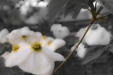 Coloured simplicity Colours manually faed out with a few colour hotpots, postprocessed as you can see (normally I don't like overdoing it).  I still liked the result, the soft corves and contrast, being an enthousiastic noob:) What do you think? Geotagged,The Netherlands,b&w,flower,garden,netherlands