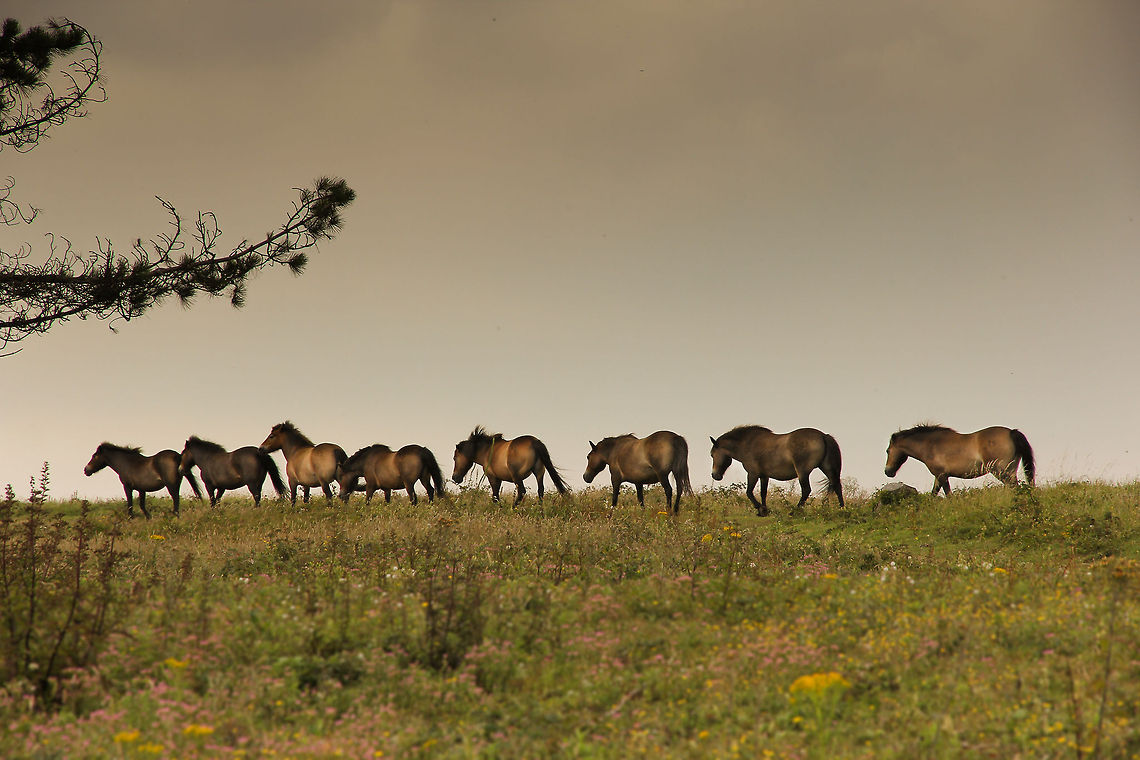 A dark and rainy moment in time As we went for an extended geocaching stroll that day we encountered this pack of horsepower trotting along. &quot;Because of the extreme weather conditions experienced on the moors, the Dartmoor pony is a particularly hardy breed with excellent stamina.&quot;. All ponies free-roaming on Dartmoor are owned and protected by Dartmoor commoners. A romantic life, or so it seems.  Domestic horse,Equus ferus caballus,Geotagged,United Kingdom,dartmoor,horse,moor,moors,pony,stamina