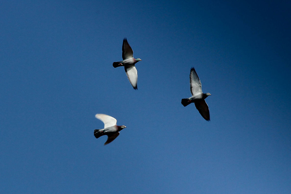 Flying threesome In the little vilage I live in we've got a lot of pigeons. They cross our garden' airway a lot, always lovely to see (though I am not a particular pigeon fan). This small pack of three flew over and I digitized them. And cropped the image (a lot):) Saving up for a zoom:) Columba palumbus,Common Wood Pigeon,Geotagged,The Netherlands,daylight,flight,pigeon