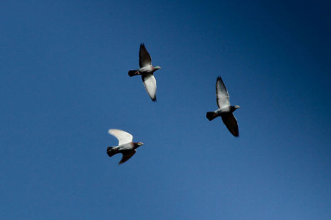 Flying threesome In the little vilage I live in we've got a lot of pigeons. They cross our garden' airway a lot, always lovely to see (though I am not a particular pigeon fan). This small pack of three flew over and I digitized them. And cropped the image (a lot):) Saving up for a zoom:) Columba palumbus,Common Wood Pigeon,Geotagged,The Netherlands,daylight,flight,pigeon
