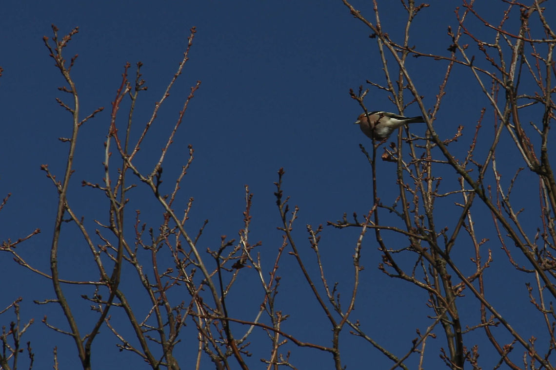 A zoomlens or a ladder Yes, bird photography is not easy when walking the dog. A decent zoom lens or a ladder would also help:) I used a polarizer filter on this one. Chaffinch,Fringilla coelebs,Geotagged,The Netherlands