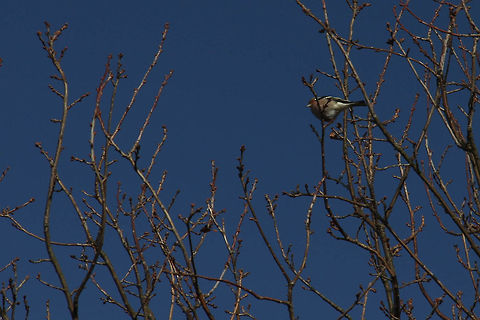 A zoomlens or a ladder Yes, bird photography is not easy when walking the dog. A decent zoom lens or a ladder would also help:) I used a polarizer filter on this one. Chaffinch,Fringilla coelebs,Geotagged,The Netherlands