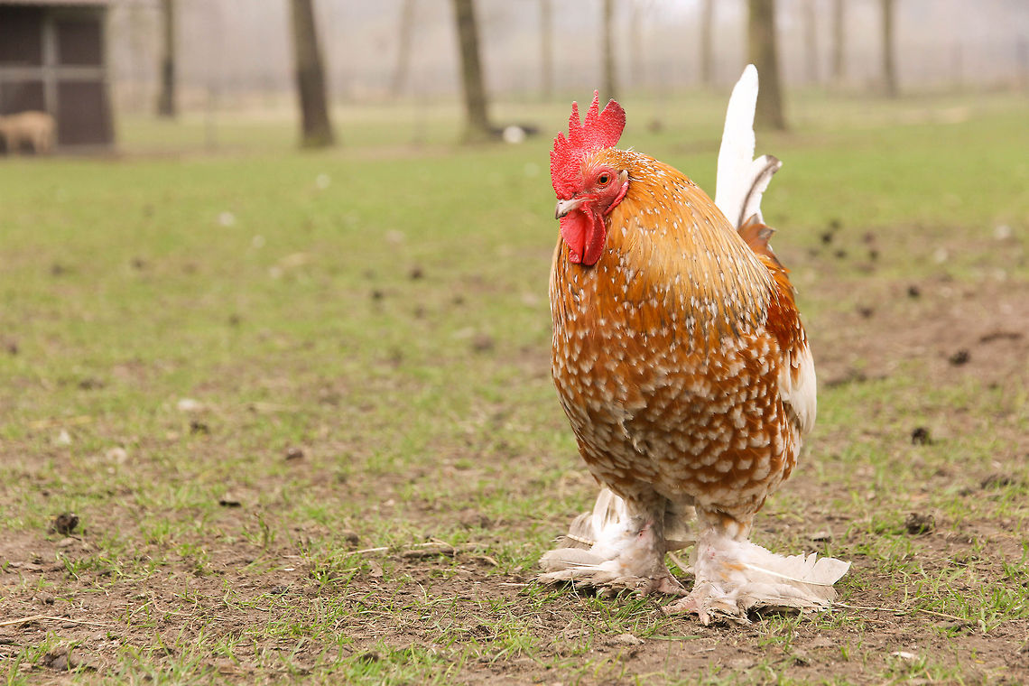 Livin' the good life Walking the large pen, he beholds his subjects. All is well. Graceful little rooster now, isn&#039;t he? <br />
 Chicken,Domestic Chicken,Gallus gallus,Gallus gallus var. domesticus,Geotagged,The Netherlands
