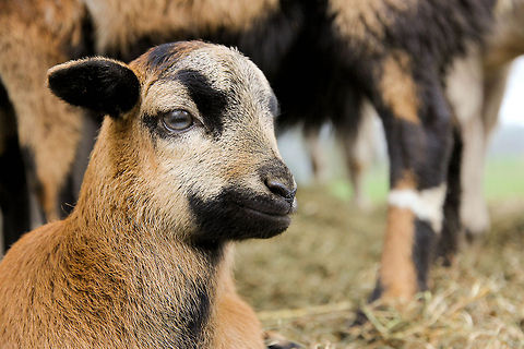 Life: lovely and peaceful  A little goat, just a few weeks old. Mum is near. Spring is in the air and he is happy.  Capra aegagrus hircus,Domestic Goat,Geotagged,The Netherlands,goat,newborn,spring