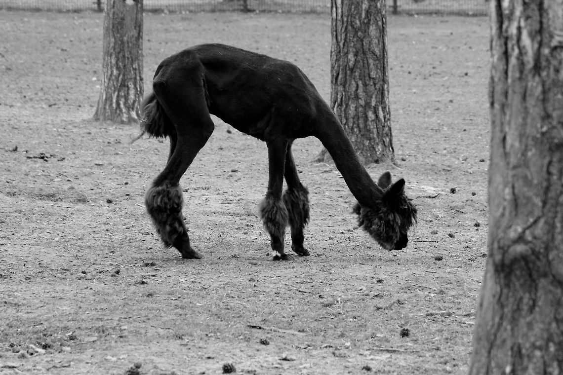 Shaven Llama Now, that _does_ look weird:) A very big poodle indeed.. Or is it? Geotagged,Humor,Lama glama,Llama,The Netherlands