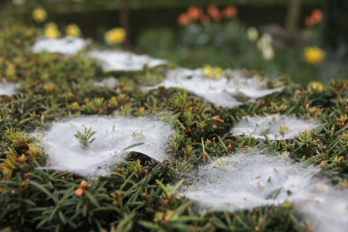 Dull green and lively white I encountered this scenery when walking our lovely Labrador Max.  Only visible in very humid hours of the early morning these spider webs massively dot the hedge of a nice house. Each of these webs has a dent in it with a tiny door at the bottom for the spider to hide behind. Waiting, hungering, ready for action.<br />
(the colours are dull, yet do represent the truth. A bit of 'dutch' tulips eagerly awaiting the  light of day) Geotagged,The Netherlands,Tulip,siper,taxus,web