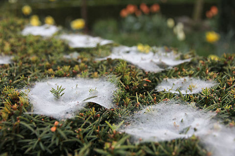 Dull green and lively white I encountered this scenery when walking our lovely Labrador Max.  Only visible in very humid hours of the early morning these spider webs massively dot the hedge of a nice house. Each of these webs has a dent in it with a tiny door at the bottom for the spider to hide behind. Waiting, hungering, ready for action.
(the colours are dull, yet do represent the truth. A bit of 'dutch' tulips eagerly awaiting the  light of day) Geotagged,The Netherlands,Tulip,siper,taxus,web