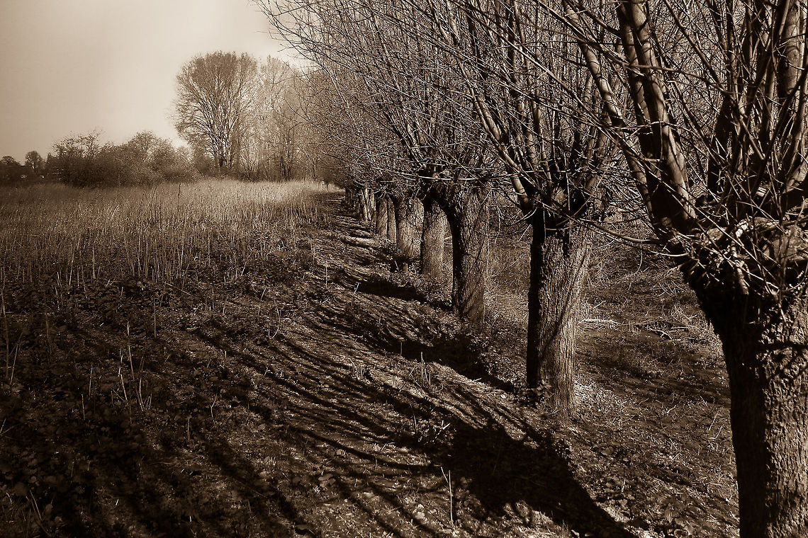Ancient pollard knots of recent times (Ode to Gernot [GGlaeser]) It was a hot day, with only a tiny gale. I still know it well. It was a week ago, at the Venloop 2012 half marathon. In sepia it looks like it was taken a long time ago. Small experiment, hope you like it! (It&#039;s better than the original, which was too exposed.) Geotagged,The Netherlands,knot,knotted,landscape,pollar,sepia,spring,venloop,willow