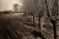 Ancient pollard knots of recent times (Ode to Gernot [GGlaeser]) It was a hot day, with only a tiny gale. I still know it well. It was a week ago, at the Venloop 2012 half marathon. In sepia it looks like it was taken a long time ago. Small experiment, hope you like it! (It's better than the original, which was too exposed.) Geotagged,The Netherlands,knot,knotted,landscape,pollar,sepia,spring,venloop,willow